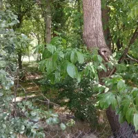 فروش باغ گردو در بهترین موقعیت روستای هرانده