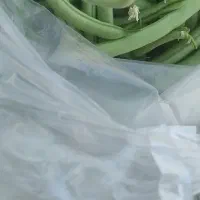 لوبیا سبز ترد