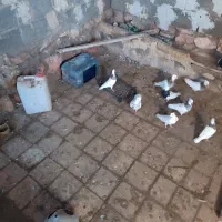 کبوتر فروشی