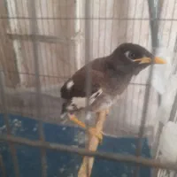 مرغ مینا دستی سخنگو