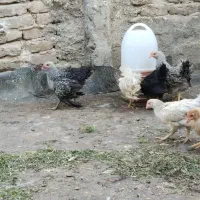 جوجه مرغ تاقچه