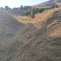 علف|خوردنی و آشامیدنی|سنندج, |دیوار