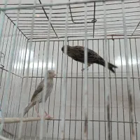 جوجه قناری