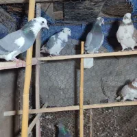 کفتر پرشی عالی