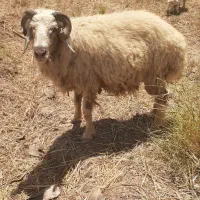 بره نر قوچ فحل