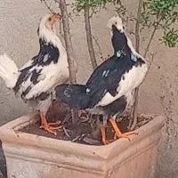 جوجه گلین اصل اصل