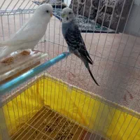 مرغ عشق|پرنده|برازجان, |دیوار