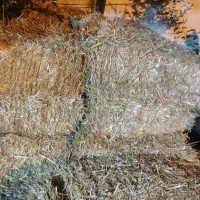 کاه جو ادل عدله ۴۰عدد دارم