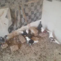 کبوتر