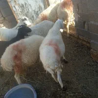 میش چاق پلواری