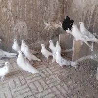 کبوتر تهرونی سفید نوک ریز ودوکت و...