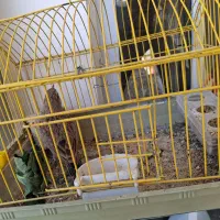 سره خاکی اصفهان ۳ساله