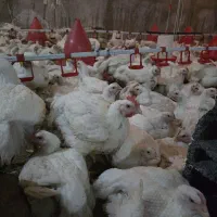 مرغ گوشتی زنده