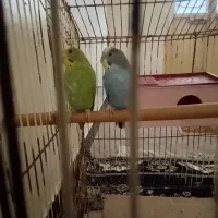 یک جفت مرغ عشق سرحال