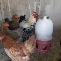 فروش فوری مرغ و خروس برهما
