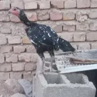 ماکیان