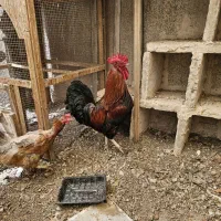 مرغ وخروس