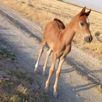 اسب|اسب و تجهیزات اسب‌سواری|چهاردولی, |دیوار