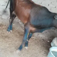 گوسالع