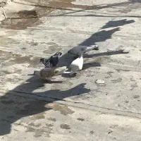 کبوتر