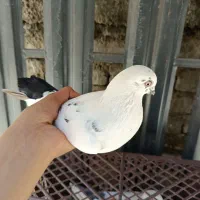 کبوتر دم سیاه جفت