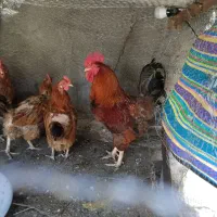 خروس معمولی