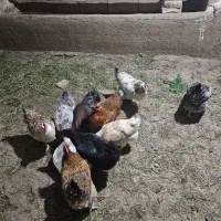 مرغ محلی تخم گذار