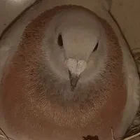 یک جفت کبوتر اس بشرط تخم و جوجه