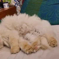 فروش سیم کارت داعمی