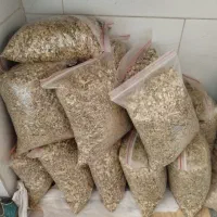 اسفنج(اسپند)