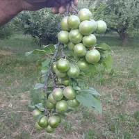 نهال گوجه سبز سردرودی