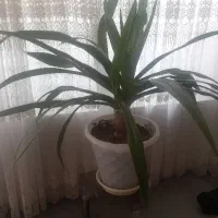 گل اشک ملکه