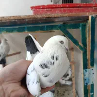 کفتر کبوتر