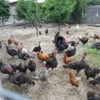 بوقلمون