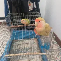 طوطی کوتوله