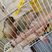 یک جفت گیرینچیک رام دستی
