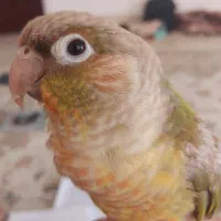 جفت گرینچیک سخنگو و بانمک