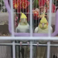 عروس هلندی