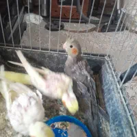 جوجه عروس
