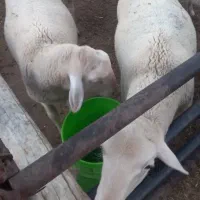 بره نر