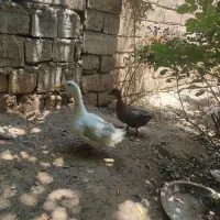 اردک تخم گذار
