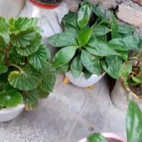 گل و گیاه
