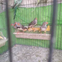 دو جفت فنچ ۶۰۰ تومن