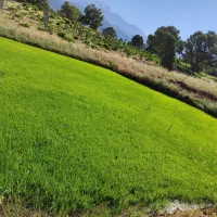 تخم برنج چمبا درجه یک بدون علف هرز تمیز آماده چیدن