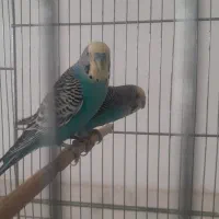 کوتوله زردومرغ عشق باجوجه
