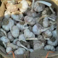 بذرسیر درجه یک