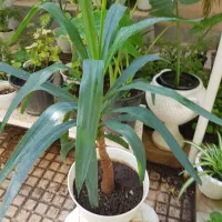 فروش گیاه یوکا
