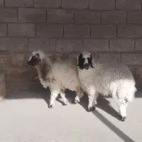 دوعدد بره نر