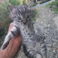 واگذاری بچه گربه