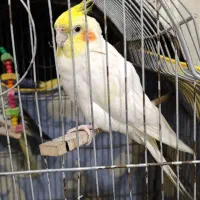 عروس هلندی